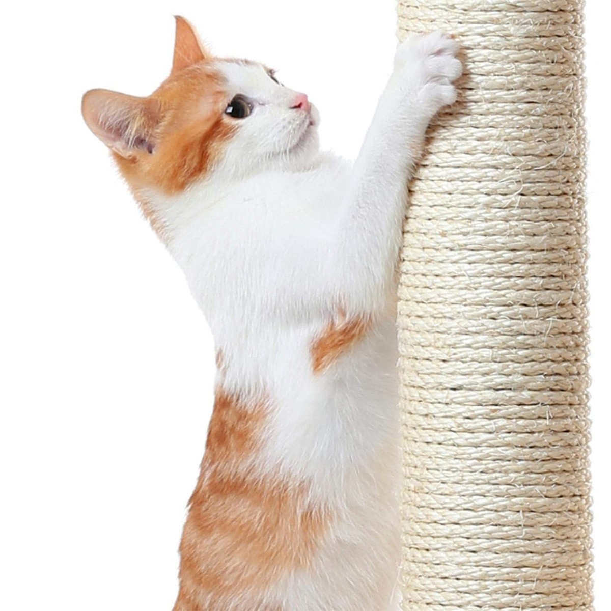 https://img2.crazysales.com.au/products_pictures/238/238457_1883921_F.jpg